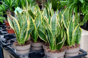 Indoor Plants for Air Purification